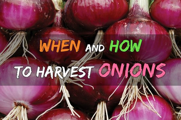 Kraken darknet onion